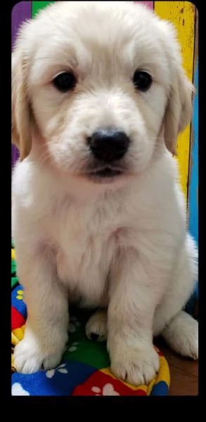 GoldenRetriver  | Foto 1