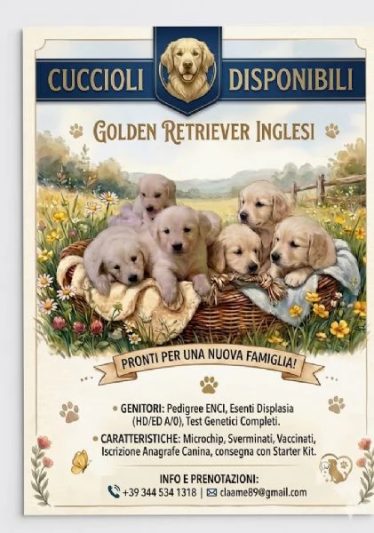 GoldenRetriver  | Foto 0