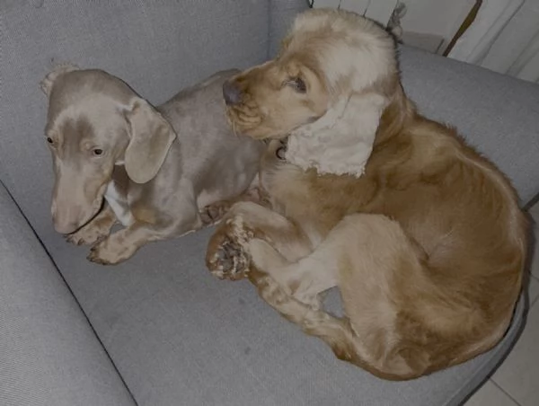 Cocker e Bassotto | Foto 0