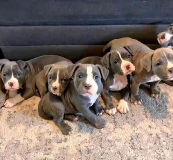 **Cuccioli di Pitbull in regalo – Adozione responsabile**