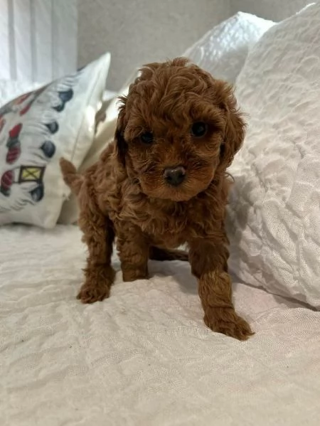 cuccioli di barboncino  | Foto 2