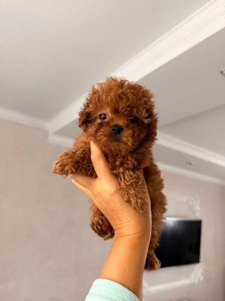 cuccioli di barboncino  | Foto 1