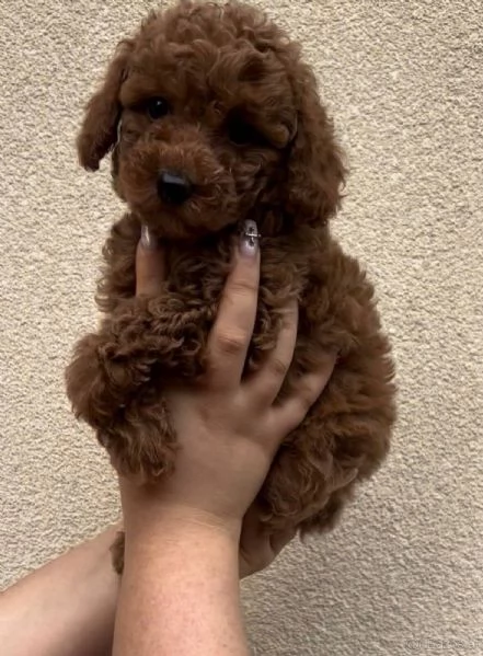 cuccioli di barboncino  | Foto 0