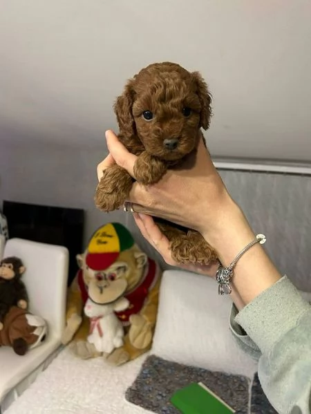 cuccioli di barboncino 