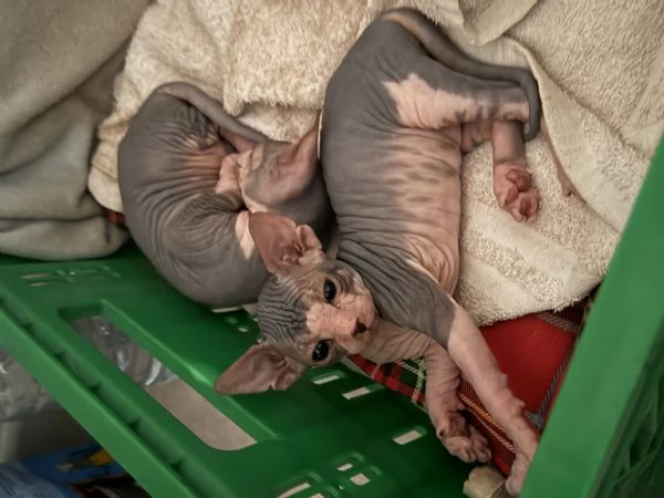 Sphynx