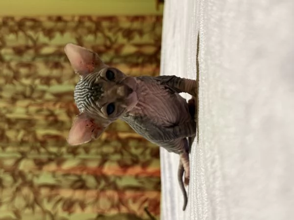 Sphynx | Foto 6