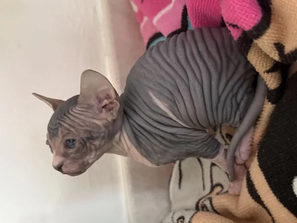 Sphynx | Foto 5