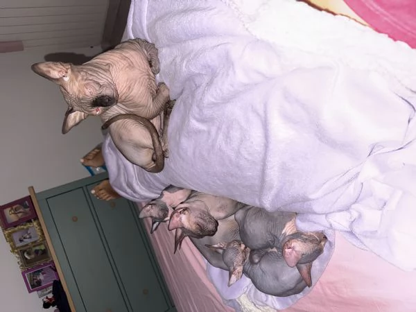 Sphynx | Foto 4