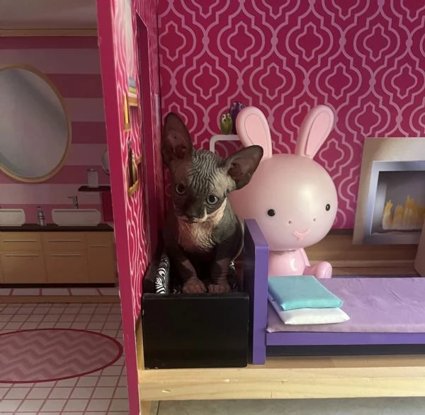 Sphynx | Foto 3
