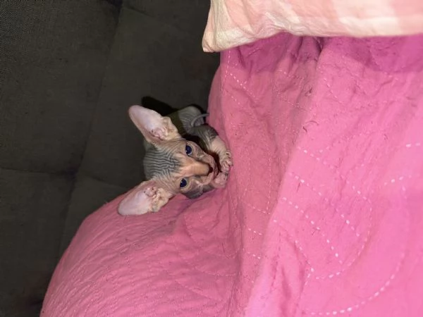 Sphynx | Foto 2