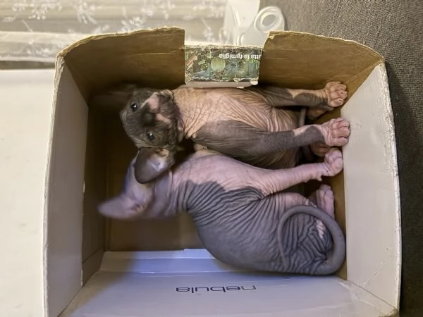 Sphynx | Foto 1