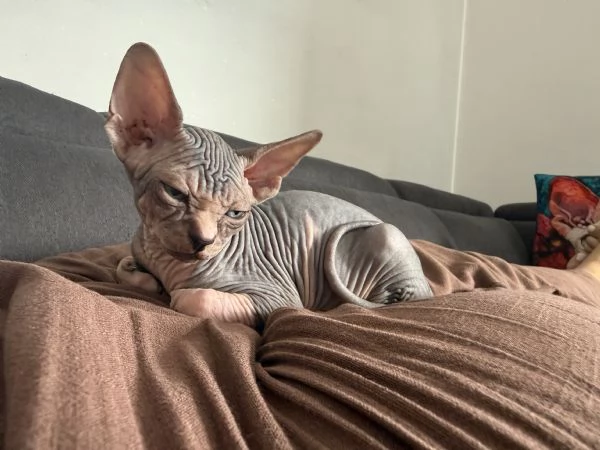 Sphynx | Foto 0