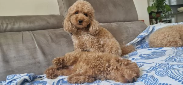 Cucciolo di Barboncino Maschio con PEDIGREE ENCI  | Foto 6