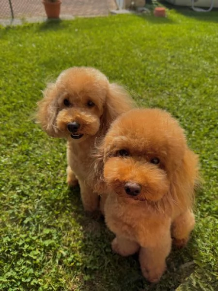Cucciolo di Barboncino Maschio con PEDIGREE ENCI  | Foto 5