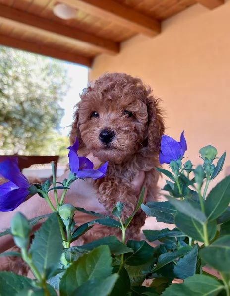 Cucciolo di Barboncino Maschio con PEDIGREE ENCI  | Foto 4