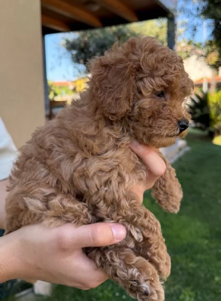 Cucciolo di Barboncino Maschio con PEDIGREE ENCI  | Foto 3