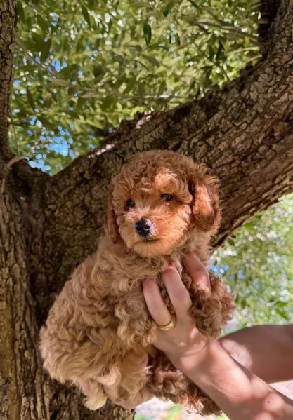 Cucciolo di Barboncino Maschio con PEDIGREE ENCI  | Foto 2