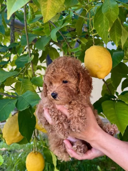 Cucciolo di Barboncino Maschio con PEDIGREE ENCI  | Foto 1