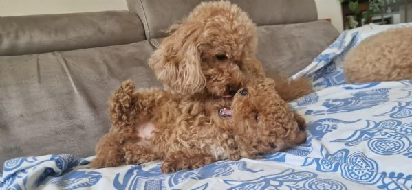 Cucciolo di Barboncino Maschio con PEDIGREE ENCI  | Foto 0