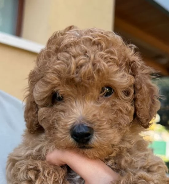 Cucciolo di Barboncino Maschio con PEDIGREE ENCI 
