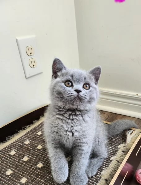 Gatti British shorthair | Foto 0