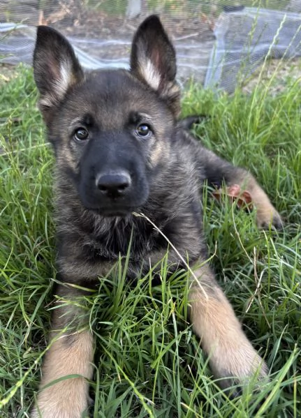Cuccioli di Pastore Tedesco linea da lavoro con Pedigree