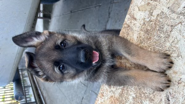 Cuccioli di Pastore Tedesco linea da lavoro con Pedigree | Foto 3