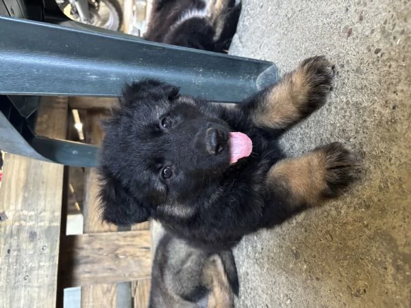 Cuccioli di Pastore Tedesco linea da lavoro con Pedigree | Foto 2