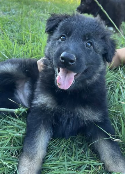 Cuccioli di Pastore Tedesco linea da lavoro con Pedigree | Foto 1