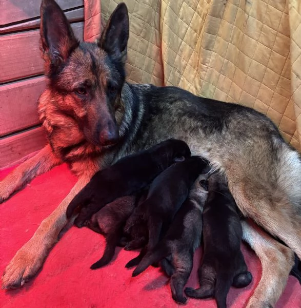 Cuccioli di Pastore Tedesco linea da lavoro con Pedigree | Foto 0