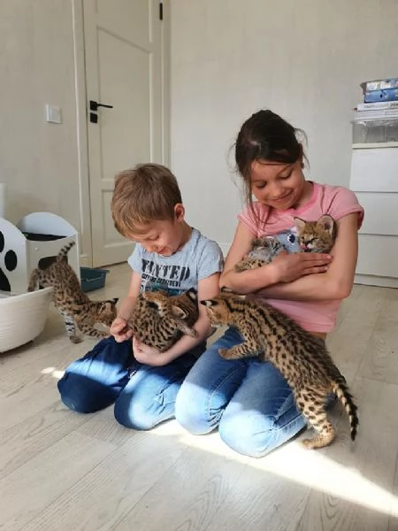 Cuccioli di Serval e Savannah | Foto 6