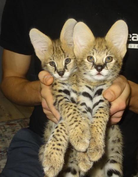 Cuccioli di Serval e Savannah | Foto 5