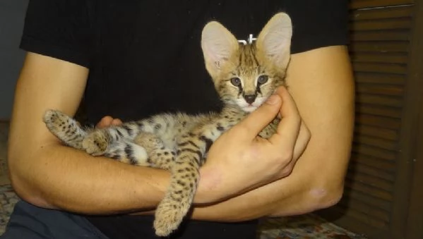 Cuccioli di Serval e Savannah | Foto 4