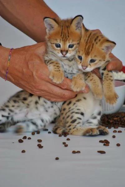 Cuccioli di Serval e Savannah | Foto 3
