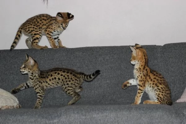 Cuccioli di Serval e Savannah | Foto 1