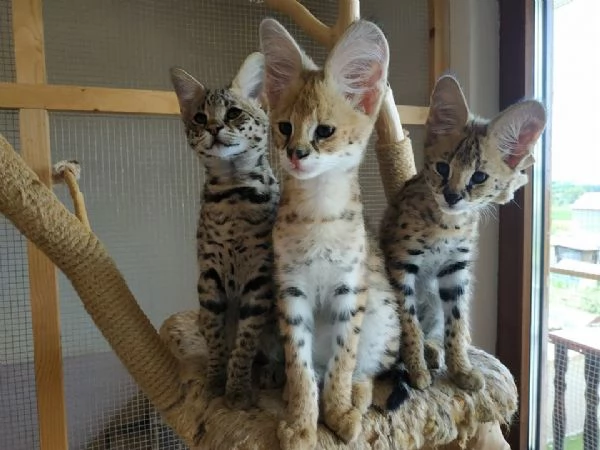 Cuccioli di Serval e Savannah | Foto 0