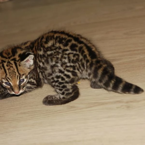 Cuccioli di Caracal e Ocelot | Foto 5