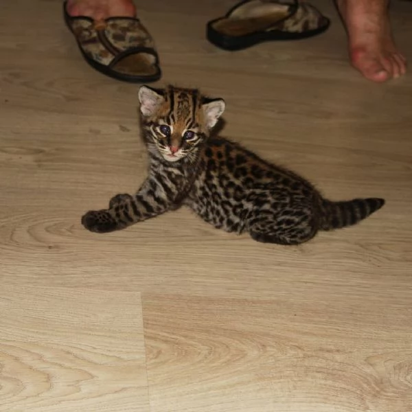 Cuccioli di Caracal e Ocelot | Foto 4