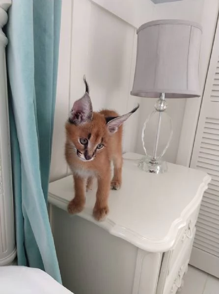 Cuccioli di Caracal e Ocelot | Foto 3