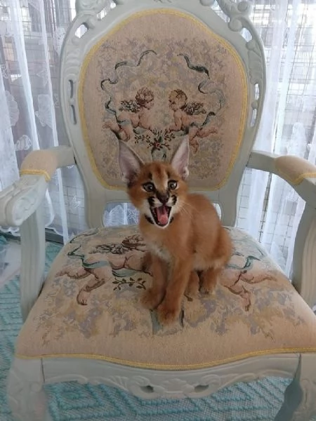 Cuccioli di Caracal e Ocelot