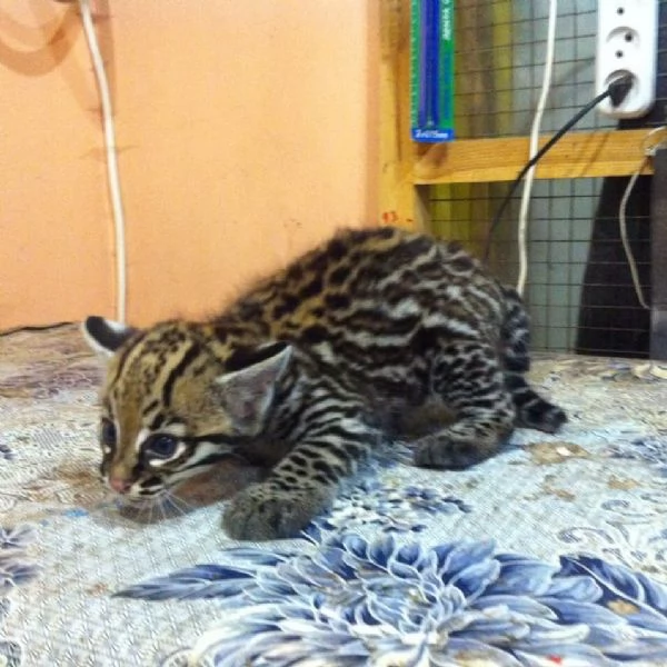 Cuccioli di Caracal e Ocelot | Foto 1