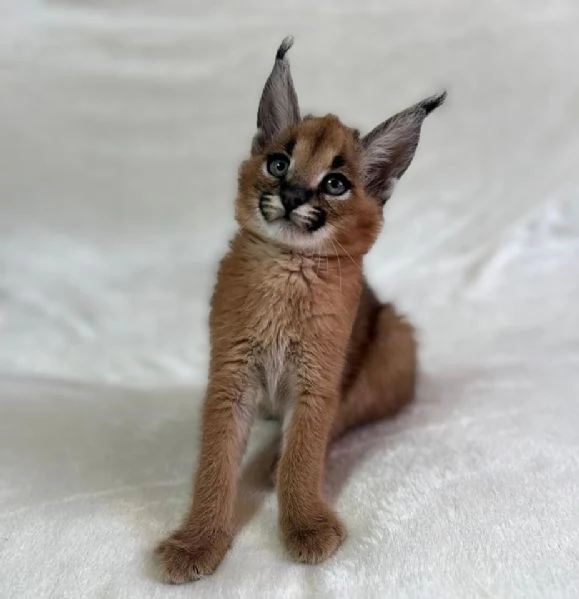 Cuccioli di Caracal e Ocelot | Foto 0