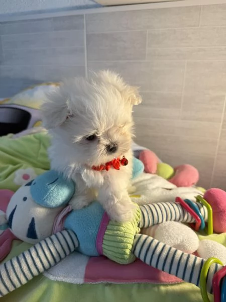 Splendidi cuccioli di Maltese disponibili per l'adozione | Foto 6