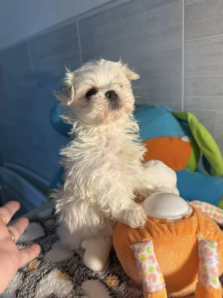 Splendidi cuccioli di Maltese disponibili per l'adozione | Foto 5