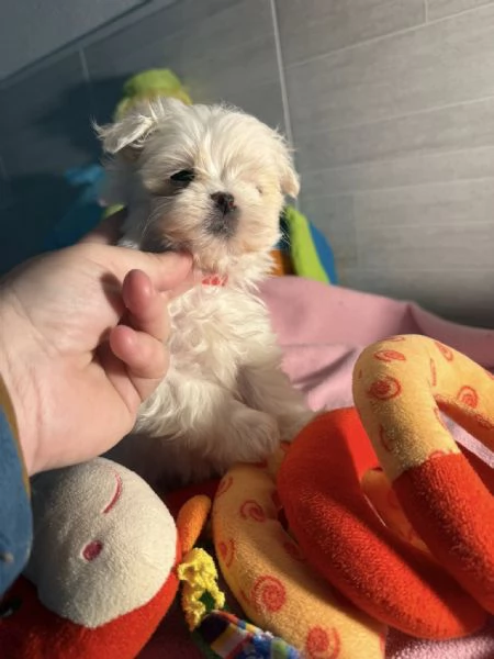 Splendidi cuccioli di Maltese disponibili per l'adozione | Foto 4