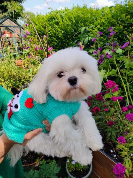 Splendidi cuccioli di Maltese disponibili per l'adozione | Foto 3