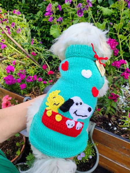 Splendidi cuccioli di Maltese disponibili per l'adozione | Foto 2