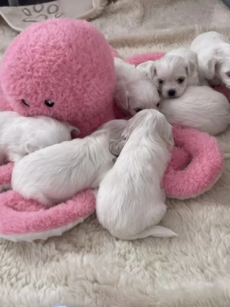 Splendidi cuccioli di Maltese disponibili per l'adozione | Foto 1