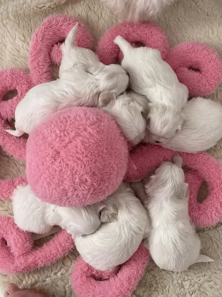Splendidi cuccioli di Maltese disponibili per l'adozione | Foto 0