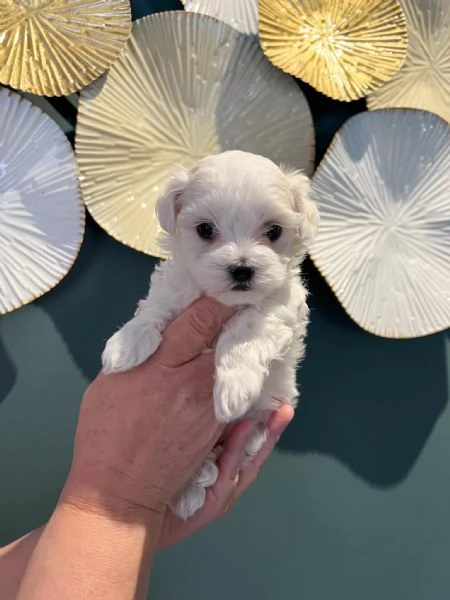 Splendidi cuccioli di Maltese disponibili per l'adozione